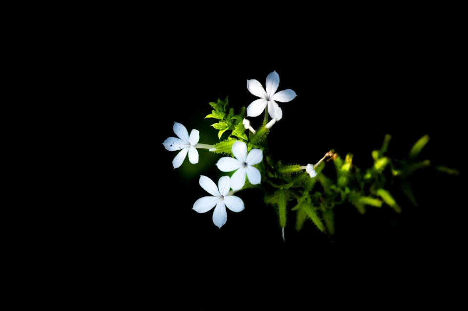 Blooming plant spring