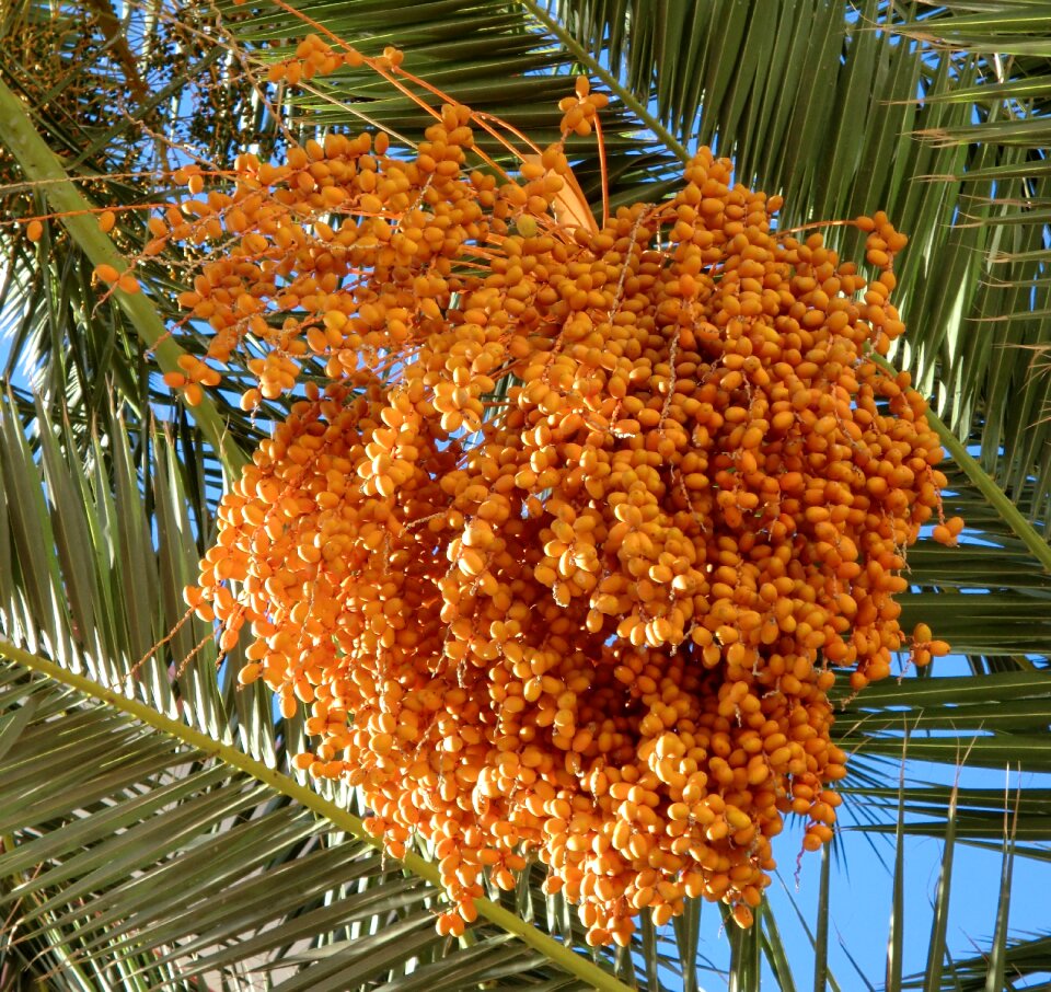 Dates palm tree orange