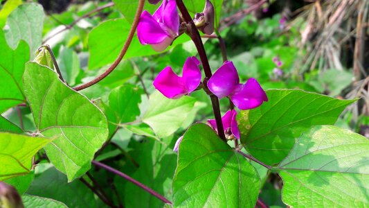 Bangladeshi bean flower flower lilac