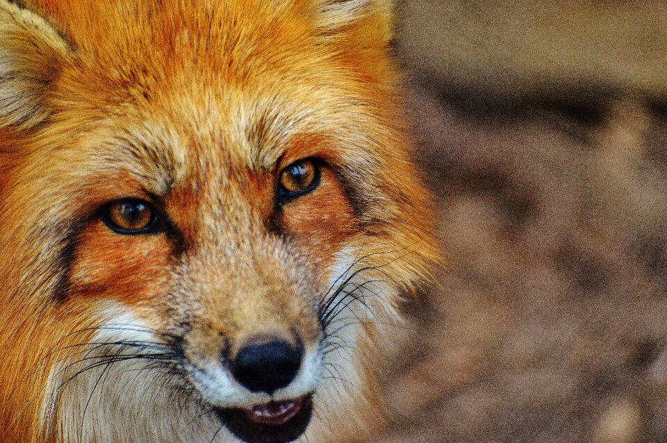 Nature animal world animal portrait