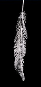 Feather white close up