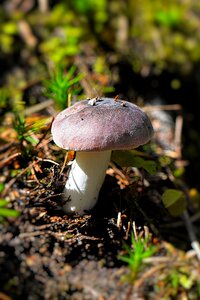 Forest close up small mushroom