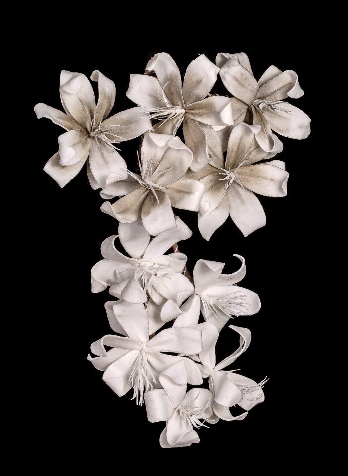 White flower incomplete lily