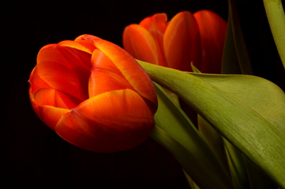 Tulip orange flower
