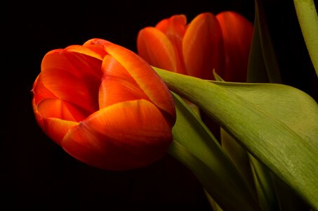 Tulip orange flower