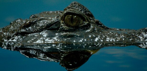 Lizard surfacing crocodile reptile