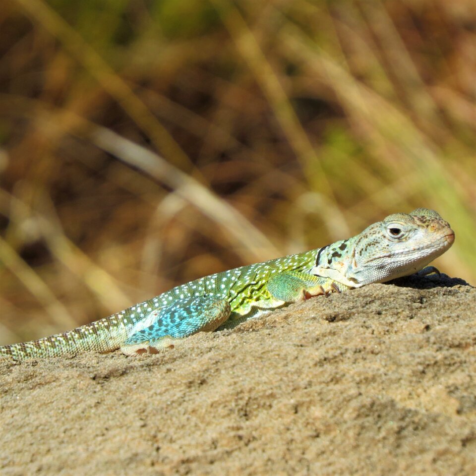 Colorful hiking north texas