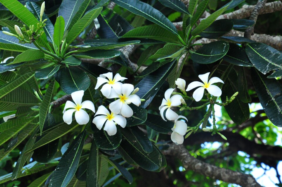 Plumeria plant flowers