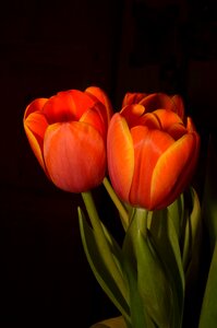 Flowers tulip orange