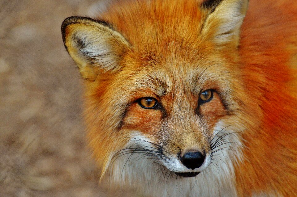 Nature animal world animal portrait