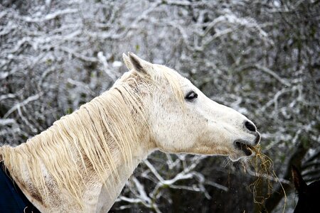 Mold frost thoroughbred arabian photo