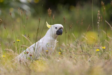 Bird cockatoo nature