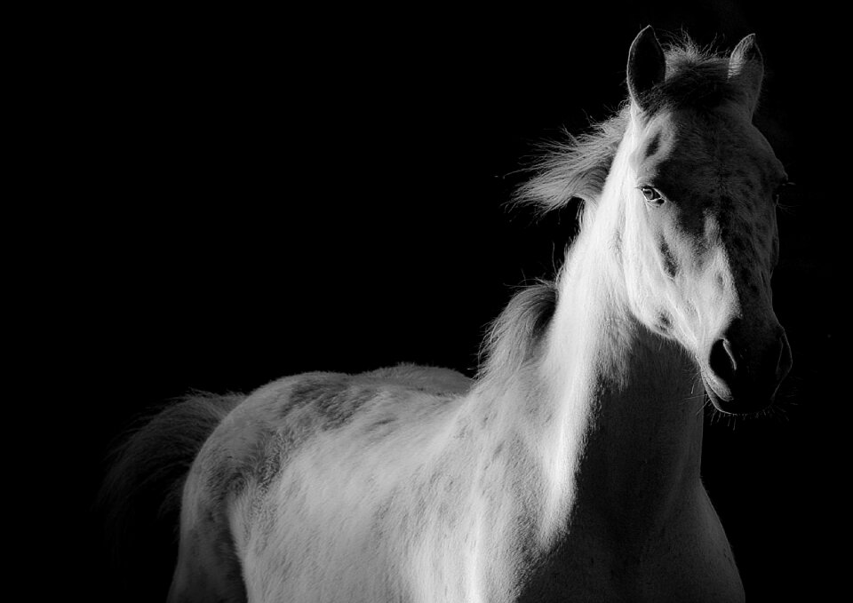 Equine white animals