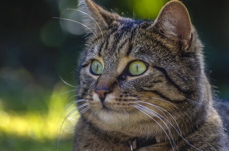 Mackerel datailaufnahme face cat