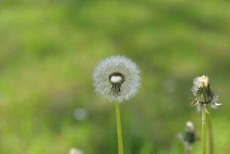 Seeds pointed flower nature