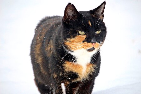 Winter kitten domestic cat