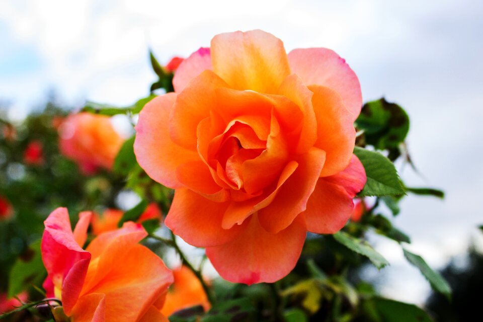 Flower english rose rose bloom