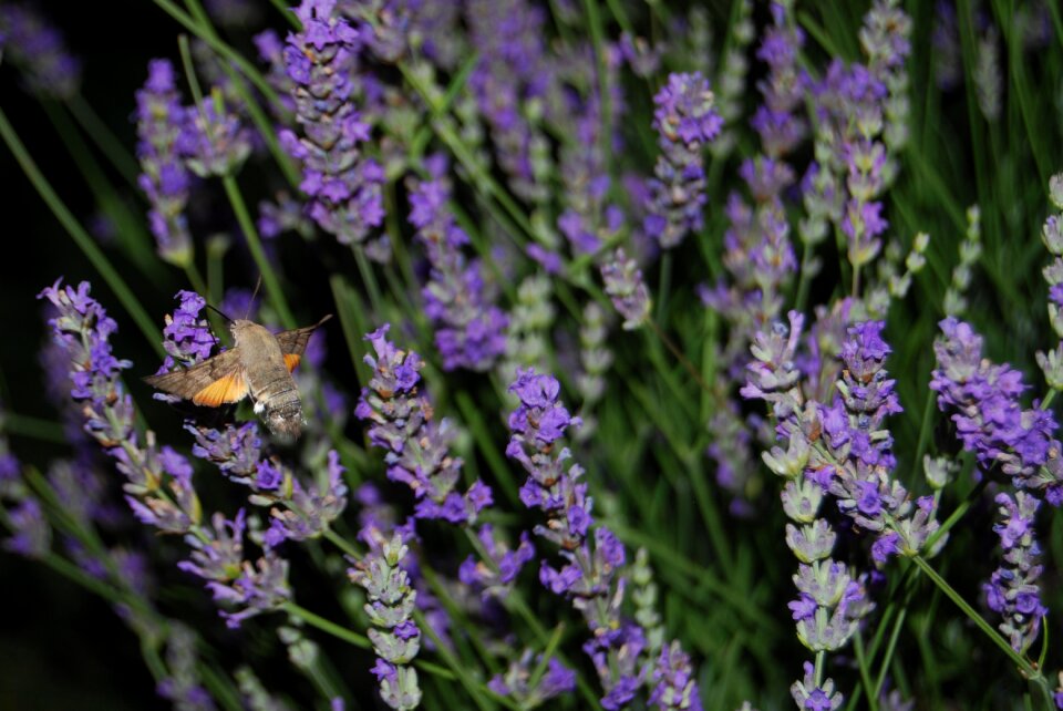 Macroglossum stellatarum fly