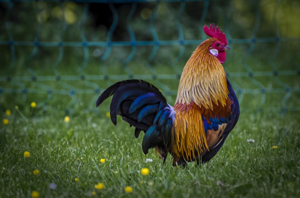 Gockel bird plumage