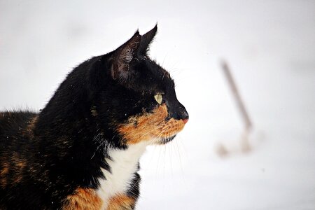 Frost kitten mieze photo