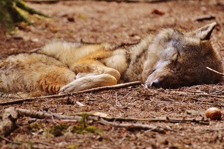 Relaxed animal wild animal