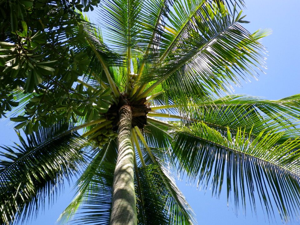 Sky tropical thailand