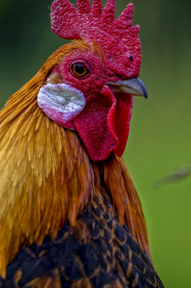 Bird close up plumage