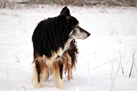 Wintry border herding dog photo