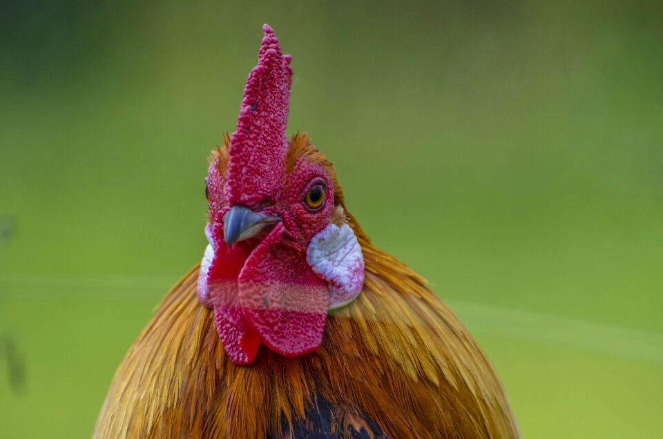Poultry bill plumage