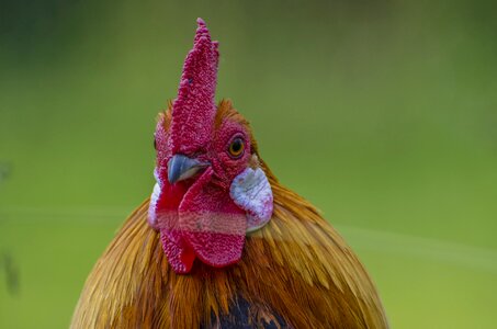 Poultry bill plumage