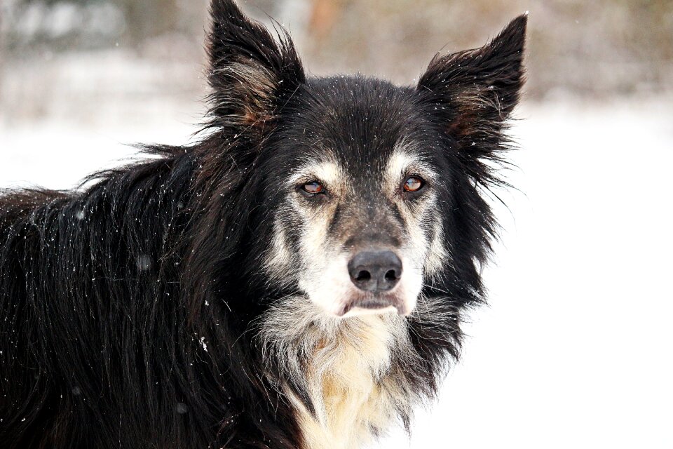 Old dog herding dog border collie