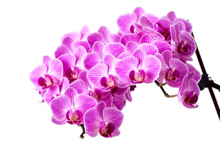 Orchid flora inflorescence