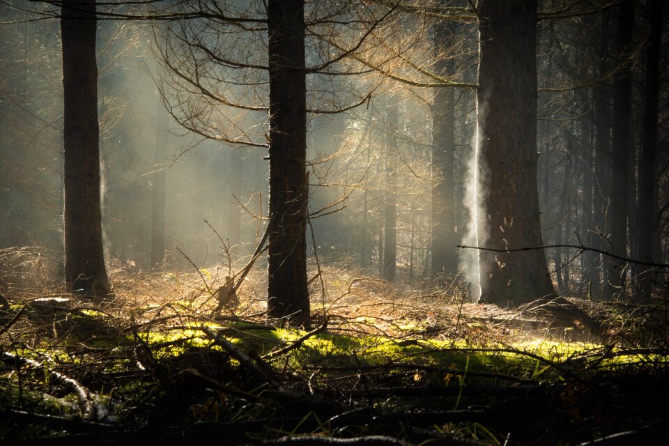 Tree haze landscape