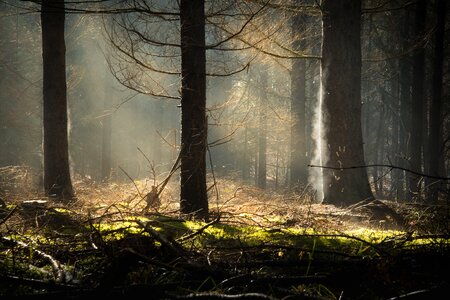 Tree haze landscape