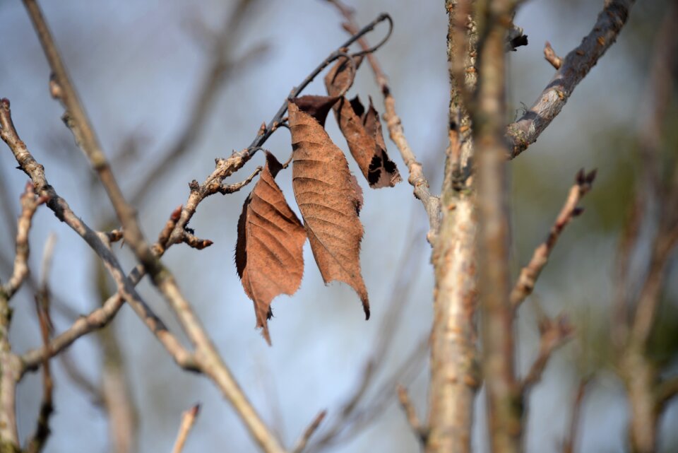 Aesthetic autumn transient