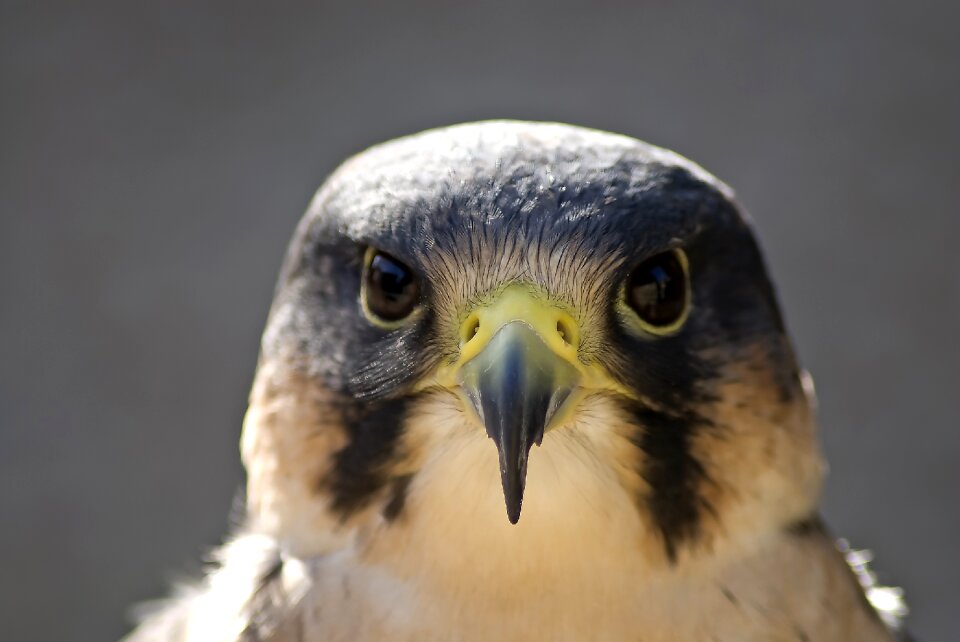 Beak head bird of prey