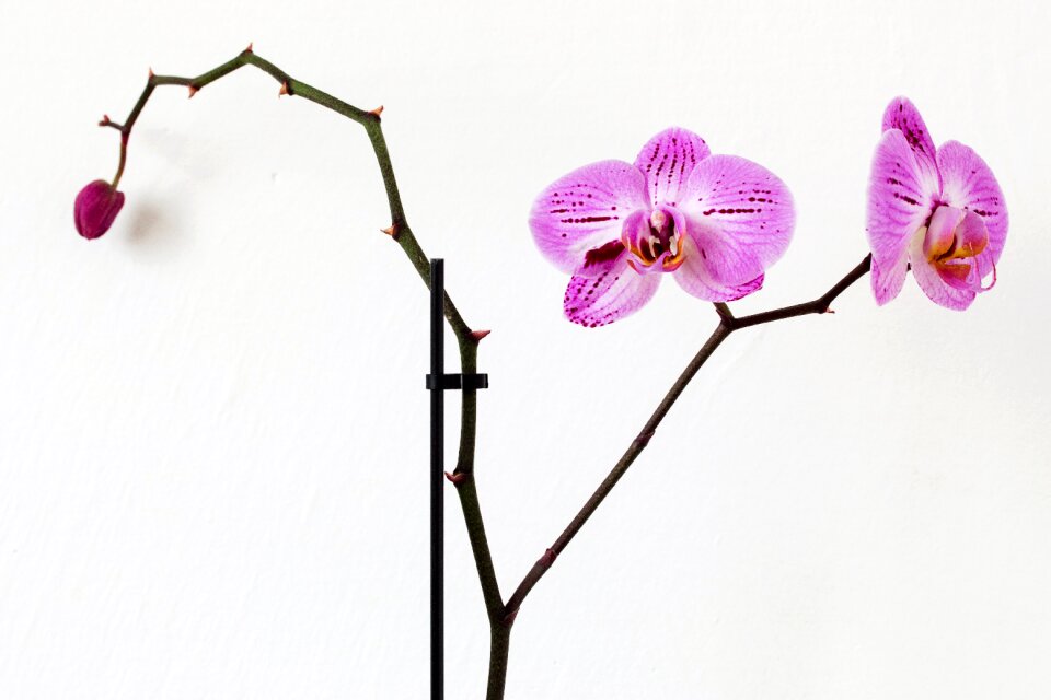 Pink orchid flora