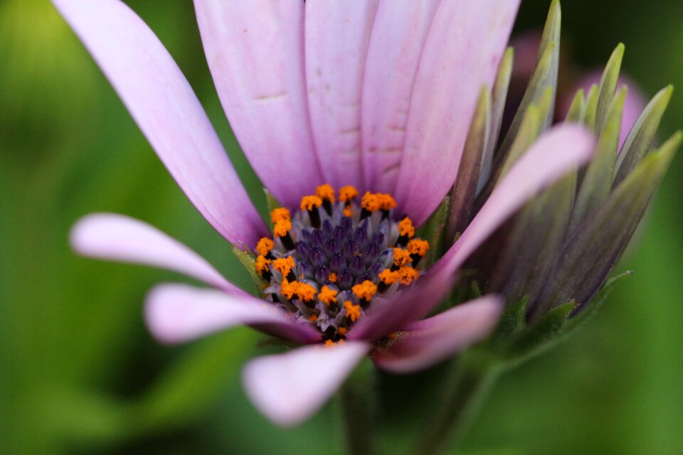 Plant nature flowers