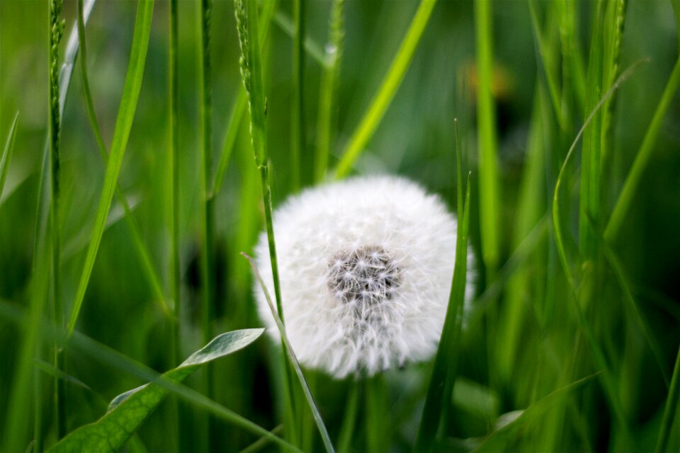 Flower nature plant