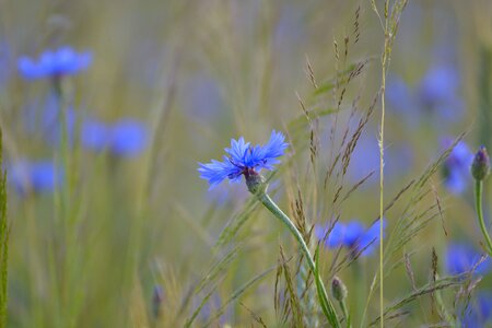 Blue summer blossom photo