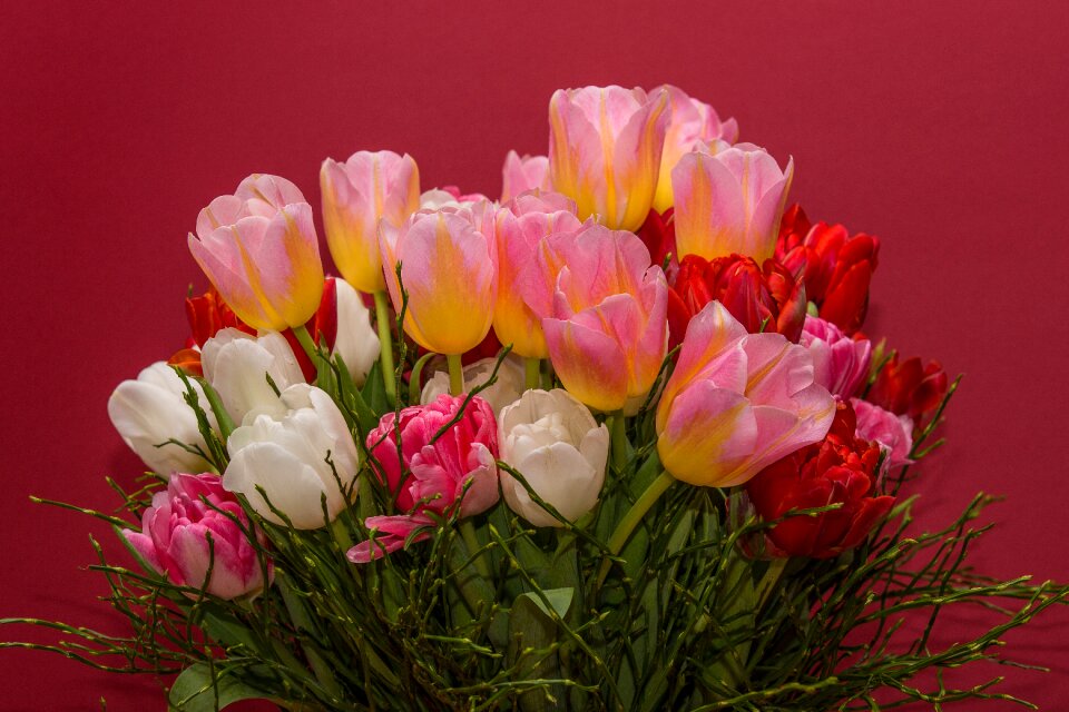 Tulips bouquet bouquets
