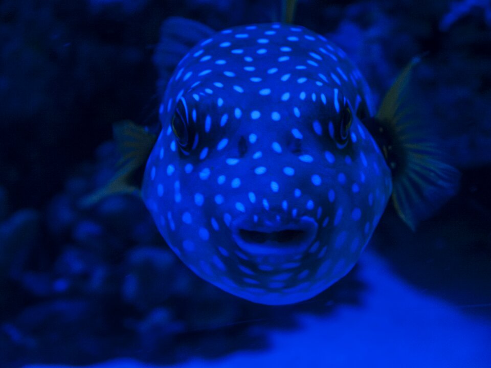 Underwater animal aquatic