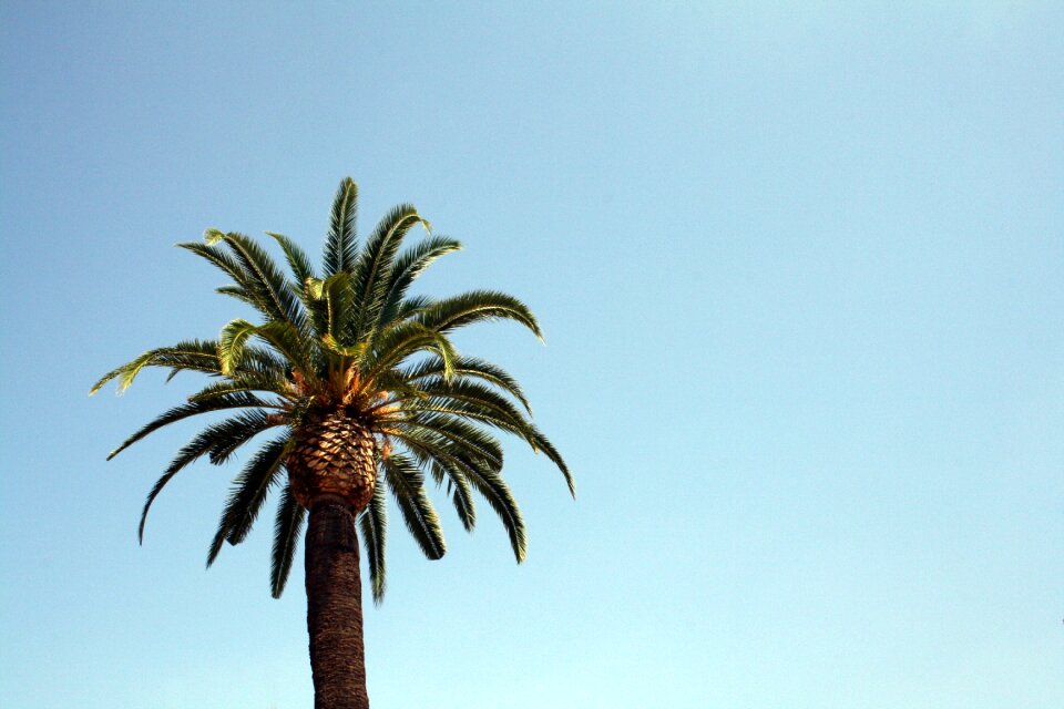 Palm tree nature green