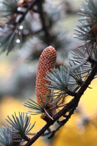Ihličnan cone autumn