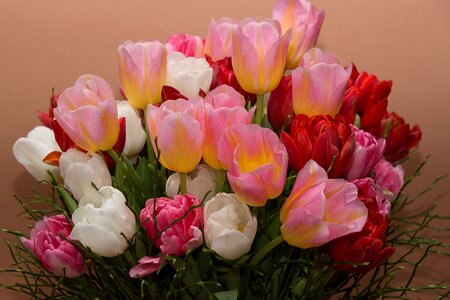 Tulips bouquet bouquets photo