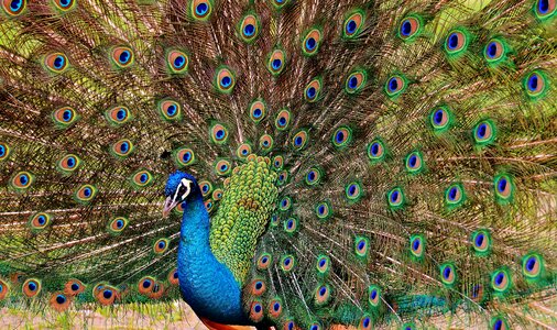 Feather bill nature