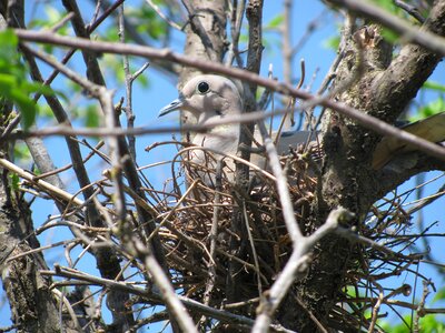 Nest ave bird photo