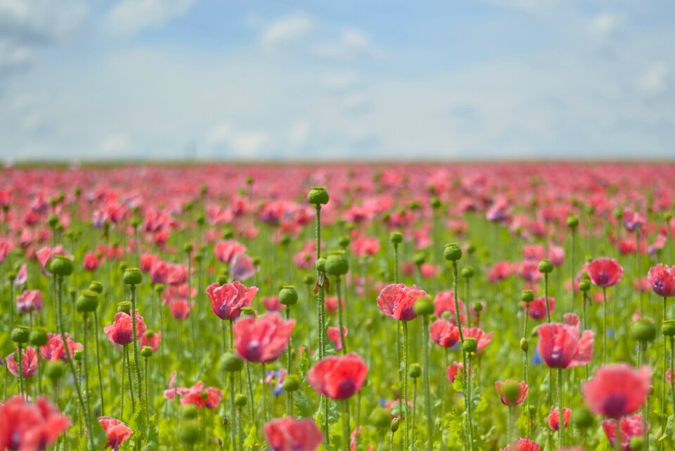 Thriving mohnfeld poppy flower flower