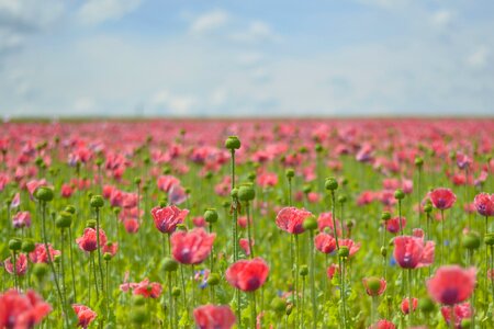 Thriving mohnfeld poppy flower flower photo