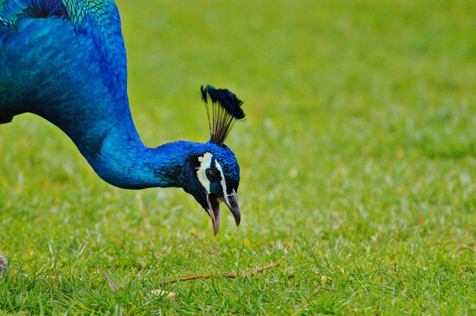 Feather bill nature